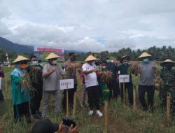 Bupati Halsel Bingung, Hasil Pertanian Petani Mau Dipasarkan ke Mana