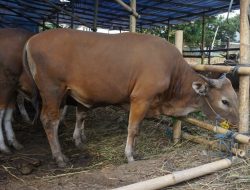 Pastikan Hewan Kurban Sehat, Distan Ternate Bentuk Tim Pemeriksaan Kesehatan