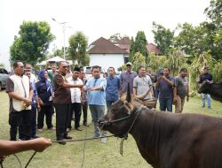 Pemkab Halmahera Barat Sumbang 58 Ekor Sapi di 4 Kecamatan