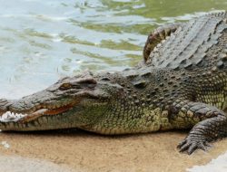 Seorang Pemuda di Halbar Tewas Diterkam Buaya saat Mencari Ikan