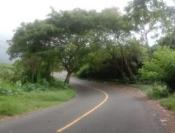 Ancam Keselamatan, Warga Minta DLH Ternate Tebang Pohon Trembesi di Jalan Batu Angus