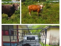 Polsek Kecamatan Sahu Amankan 1 Warga Bobo Lantaran “Nyolong” Sapi