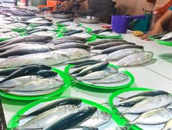 Sempat Melonjak Gara-gara Cuaca Buruk, Harga Ikan di Ternate Mulai Stabil