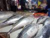 Jelang Ramadan, Harga Ikan Cakalang di Ternate Turun