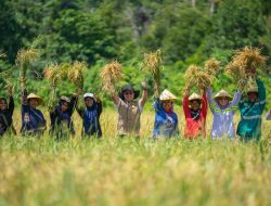 Harita Nickel Kembali Gelar Panen Raya Padi di Halsel