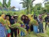 Program TEKAD, Warga di Halmahera Selatan Panen Padi