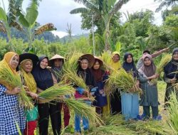 Program TEKAD, Warga di Halmahera Selatan Panen Padi