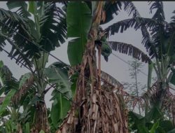 Kabel Nyangkut di Pohon Pisang, Warga di Halmahera Utara Minta PLN Turun Tangan