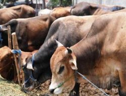 Jelang Idul Adha, Hewan Ternak yang Masuk ke Ternate Capai 850 Ekor