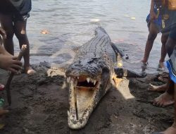 Warga Kelurahan Payahe Digegerkan Penemuan 3 Ekor Buaya di Pantai