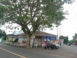 Ancam Keselamatan, Warga Kulaba Minta DLH Ternate Tebang Pohon Trembesi