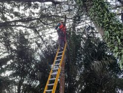 PLN ULP Bacan dan UP3 Ternate: Berikan Layanan Ketenagalistrikan yang Handal Bagi Pelanggan